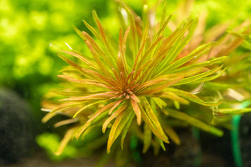 Close up of Ludwigia inclinta 'verticillata' Cuba. The most beautiful plants for aquarium