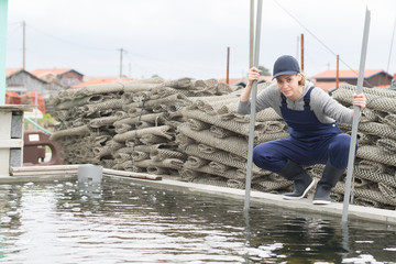 oyster farmer works in oyster pool