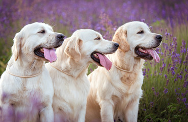 Three beautiful Golden Retriever dogs in lavender field