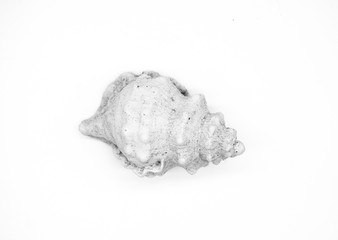 shell isolated on white background clipping path