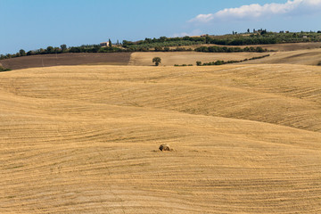 Obraz premium Countryside landscape in Tuscany: cultivated fields in the hills