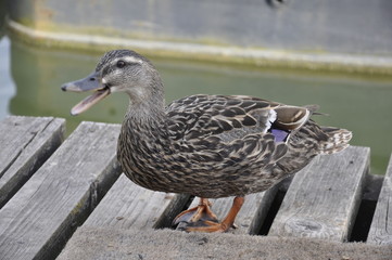 Mallard Duck