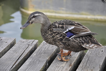 Mallard Duck