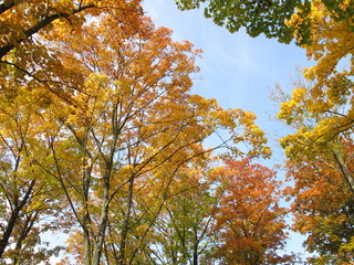 Deciduous trees with typical leaf coloring in autumn