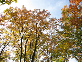 Deciduous trees with typical leaf coloring in autumn