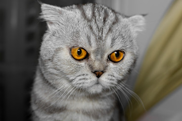 So cute scottish fold cat.