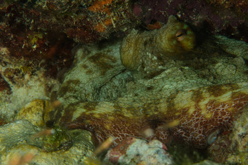 Common octopus octopus vulgaris  on coral reef