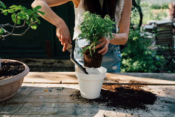Woman's hands transplanting plant a into a new pot