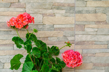 Pink hydrangea flowers on stone wall background