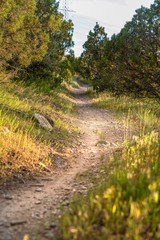 Close up of a sunlit and narrow dirt road in the forest on a sunny day