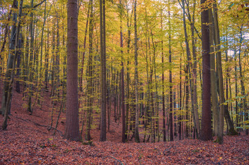 Fototapeta premium Autumn colors of the northern forest