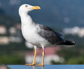 Fototapeta na wymiar Adult black and white seagull in a nature