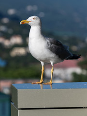 Adult black and white seagull in a nature