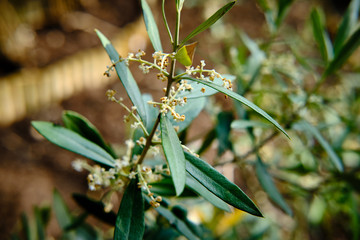 Ramo di ulivo biologico