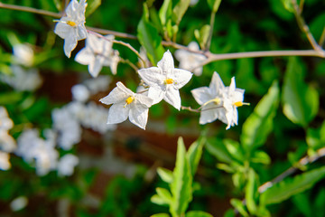 Tipo di gelsomino bianco in fiore