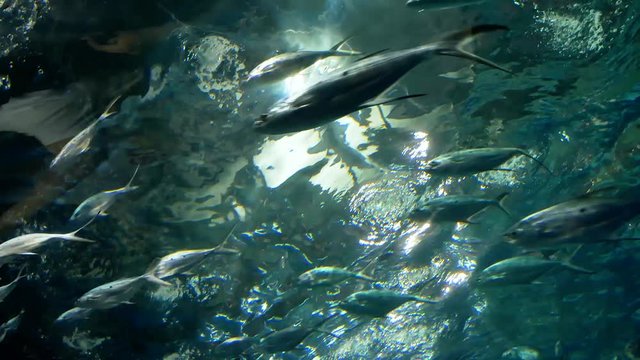 Flock Of Tuna Fish Swim Quickly Under Water In Aquarium