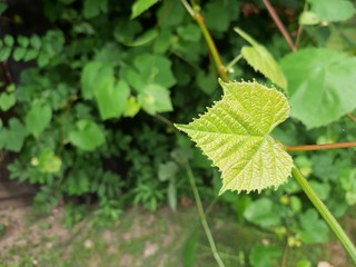 Natural green grape leaf in garden.