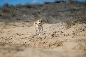 Fototapeta premium golden retriever and siba inu dog play