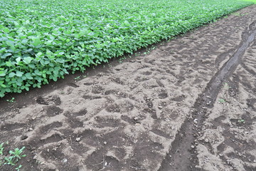 初夏の枝豆畑風景