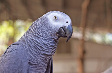 Beautiful gray parrot with close-up shooting