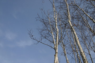 Birch with winter sky 