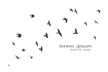 silhouette of a flock of flying birds