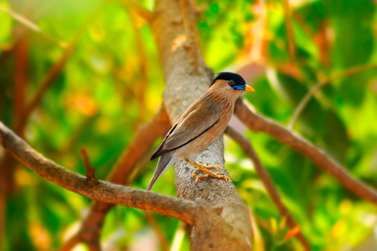 Brahminy myna or brahminy starling, Sturnia pagodarum,  Lonavala, Maharashtra.