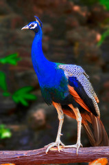Obraz premium Close view of Peacock at Pawana Dam.