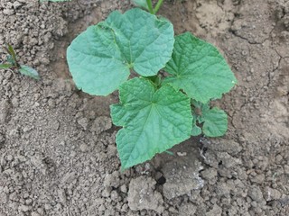Young cucumber plant in polish garden