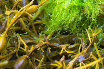 Seagrass with salt crystals, natural background concept