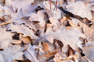 Dry fallen oak leaves on the ground. Selective focus