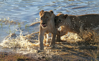 Two young lions running through the shallow water of a pond in a South African wildlife reserve