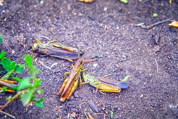 Locusts on the ground. Macro, close-up. Locust invasion. Selective focus