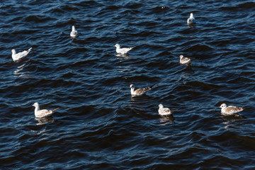 Seagulls swimming in the beautiful blue sea with waves