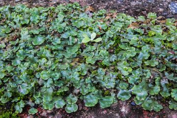 地面にはびこる緑色のゼニゴケ