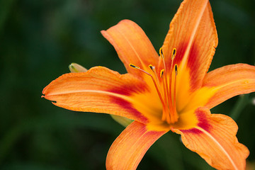Blooming flower orange lily  on green background. Close up. Shallow depth. Greeting card background. Horizontal background.