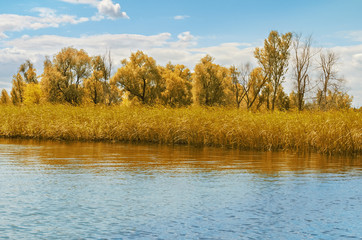Fototapeta na wymiar Autumn river landscape, yellow trees and blue sky with light clouds