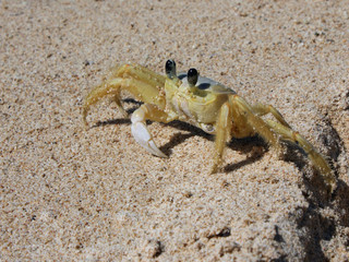 Closeup of a crab at the beach in Cuba