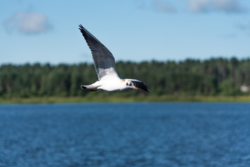 Seagulls fly in the beautiful blue sky and the sea