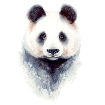 Panda bear watercolor illustration