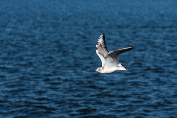 Seagulls fly in the beautiful blue sky and the sea