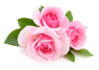 Deurstickers Mooie roze rozen. © Anatolii
