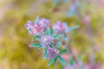 field flowers with dew water drops on blurred background, natural background