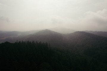 Wald Stimmung im Nebel 