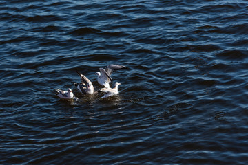Seagulls swimming in the beautiful blue sea with waves