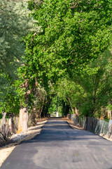 Abundant green leaves of towering trees forming a canopy over a sunlit road