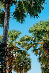 Fototapeta na wymiar Palm trees against a beautiful blue sky