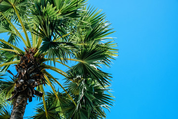 Fototapeta na wymiar Palm trees against a beautiful blue sky