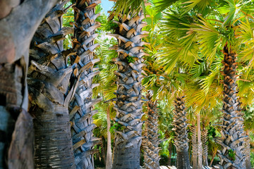 palm trees at the beach