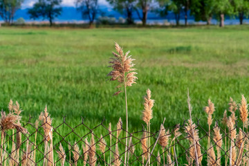 Green field and tall brown grasses behind a rusty chain link wire mesh fence